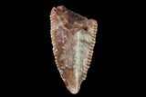 Bargain, Raptor Tooth - Real Dinosaur Tooth #158930-1